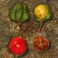 Swartbas, Wild coffee , umTenatane